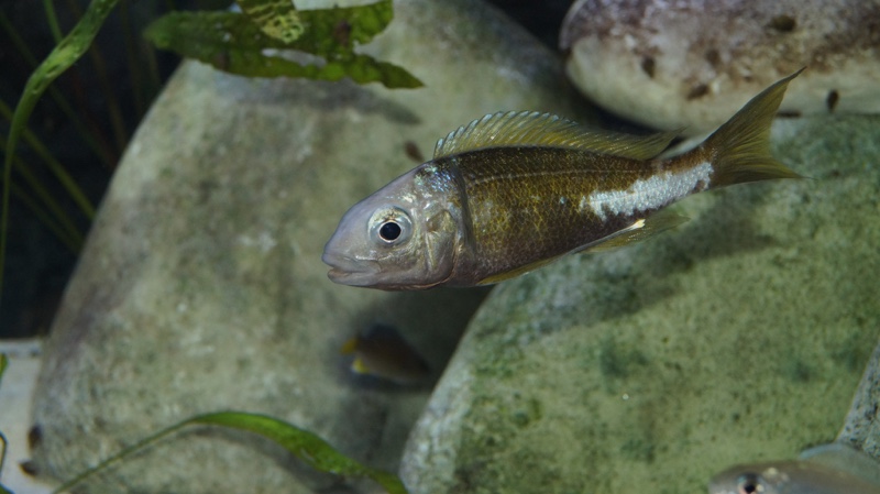Ophthalmotilapia ventralis 'Kapampa'